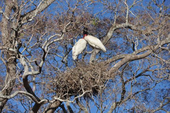 Um casal de tuiuius descansa em seu ninho na Transpantaneira, entre Poconé e Porto Jofre, no Mato Grosso